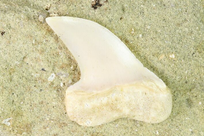 Fossil Mako Shark Tooth On Sandstone - Bakersfield, CA #144520